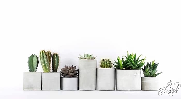فواید گیاهان آپارتمانی گیاهان داخل منزل